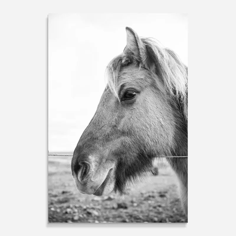 Glasbild Gray Horse Head Schneller Versand