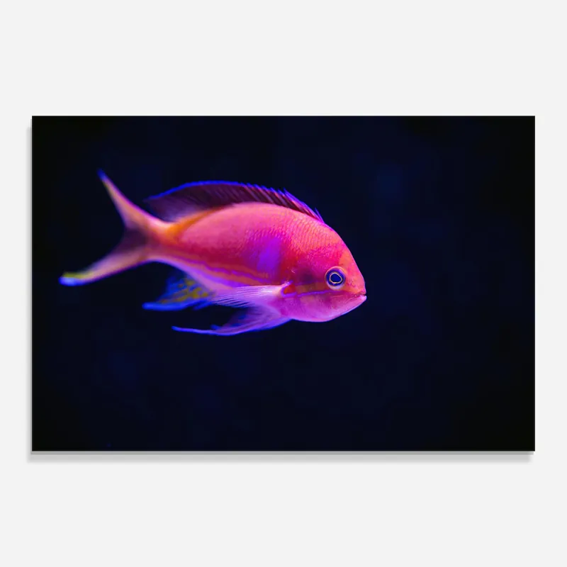 Glasbild Pretty Pink Fish Knallerangebot