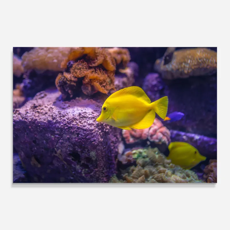Glasbild Small Yellow Fish Kostenloser Rückversand