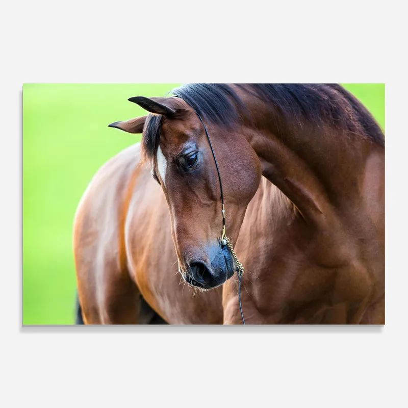 Glasbild Horse Head Portrait Heißes Angebot
