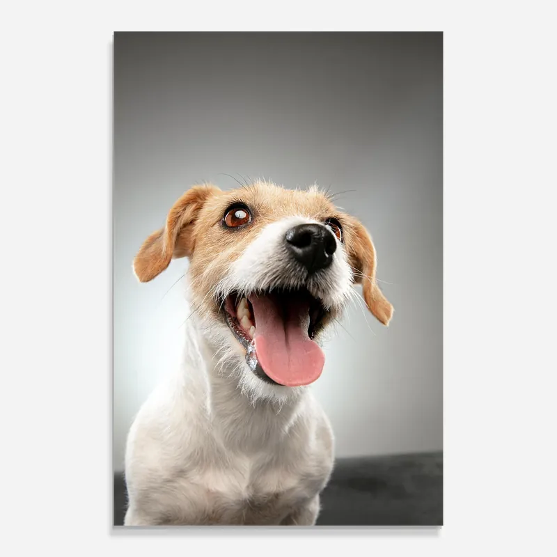 Glasbild Jack Russell Terrier Sale
