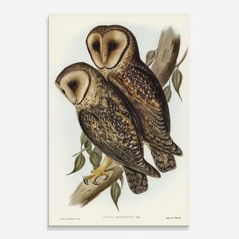 Knallerangebot Glasbild Owl Family