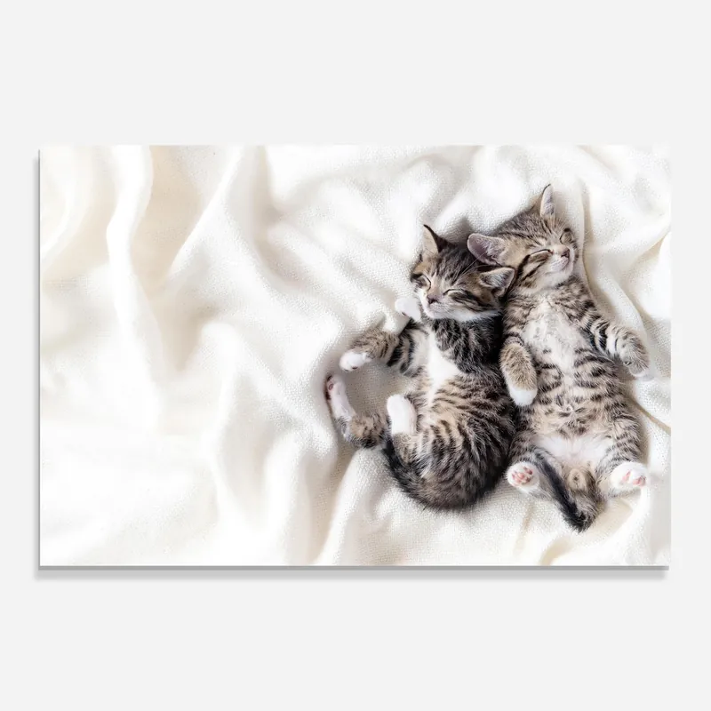 Knallerangebot Glasbild Two Small Cats