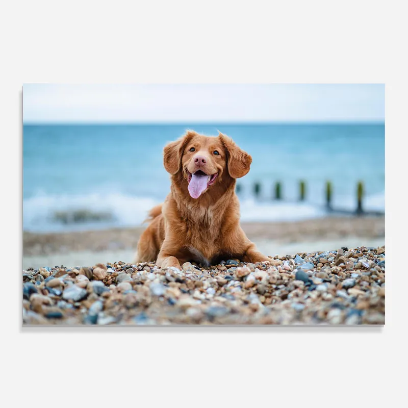 Jetzt Kaufen Glasbild Dog At The Beach