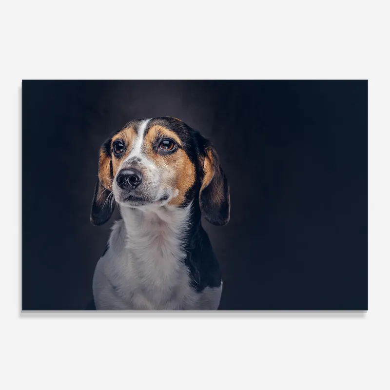 Direkt Vom Hersteller Glasbild Orange Black Dog