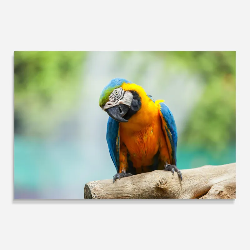 Letzte Chance Glasbild Yellow Blue Parrot