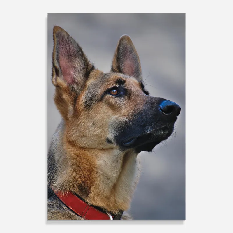 Kostenfreie Lieferung Glasbild German Shepherd