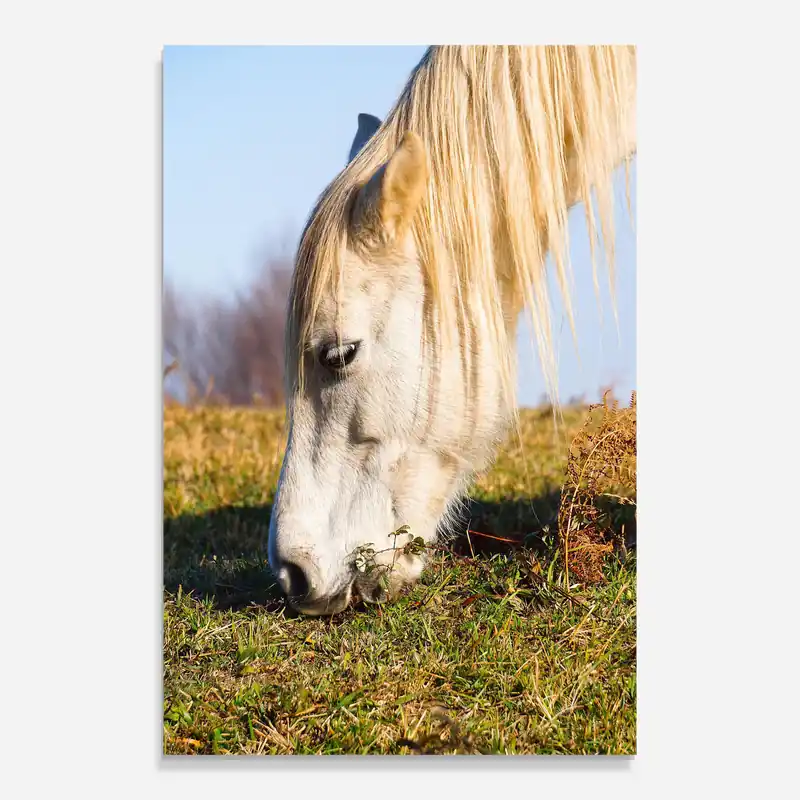 Neue Ware Glasbild White Horse Eating