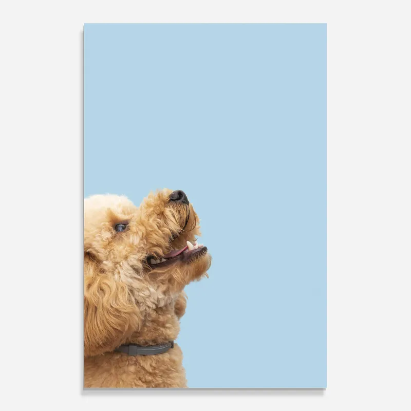 Angebot Glasbild Yellow Cute Dog