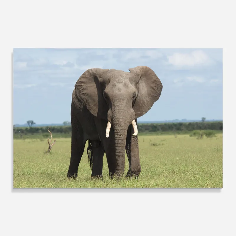 Glasbild Wild Elephant Schnäppchen