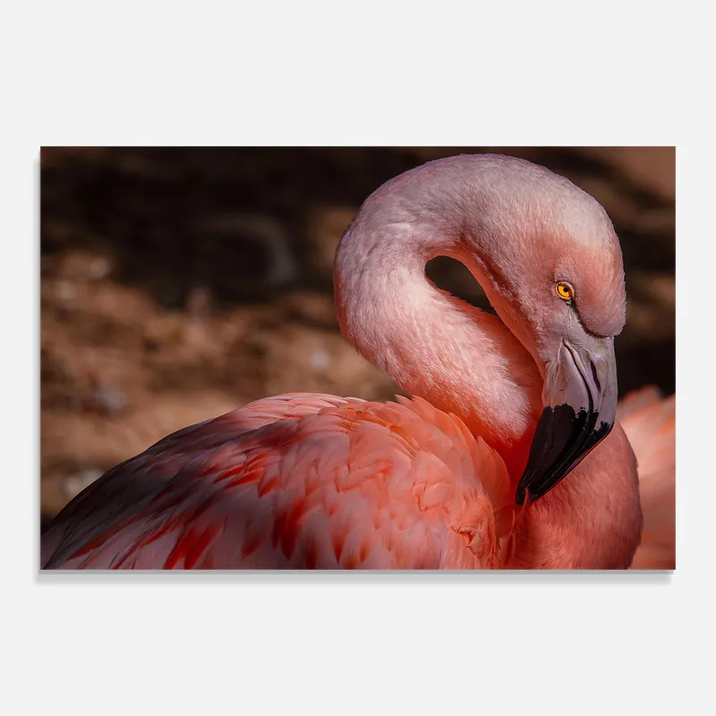 Glasbild Pink Flamingo Kostenfreie Lieferung