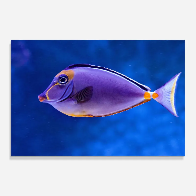 Billig Glasbild Pink Lips Fish