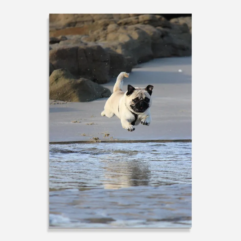 Zertifiziert Glasbild Water Pug
