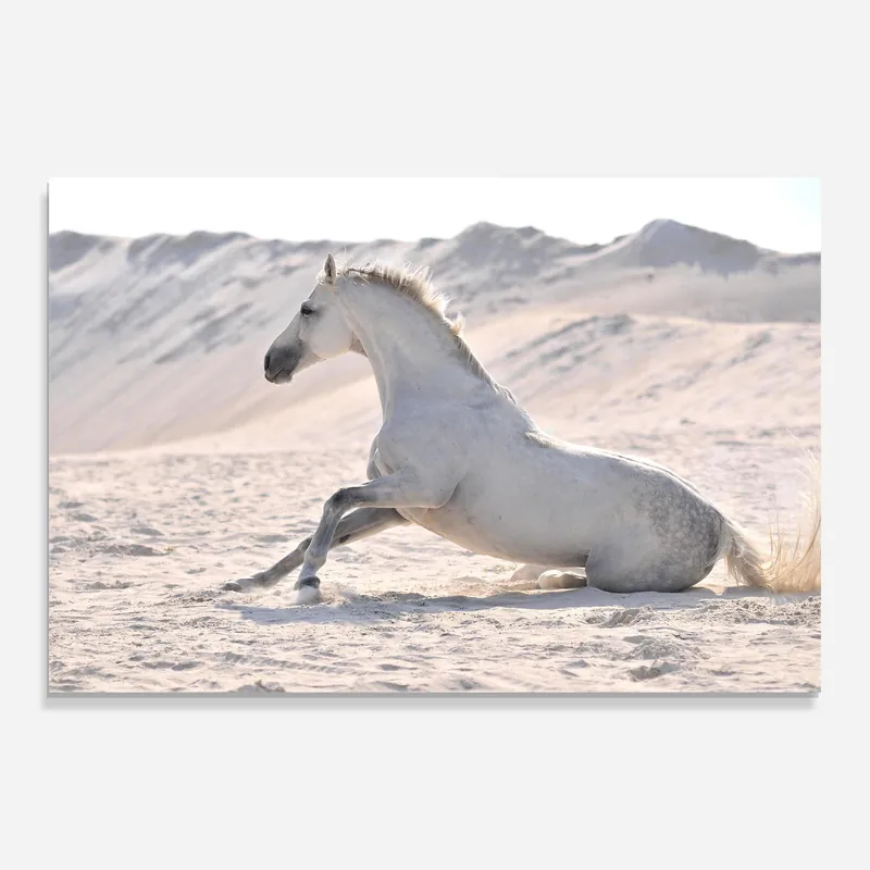 Glasbild White Desert Horse Highlight