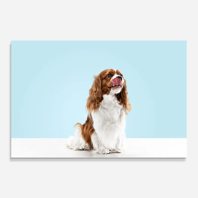 Markenprodukt Glasbild Spaniel Puppy Playing