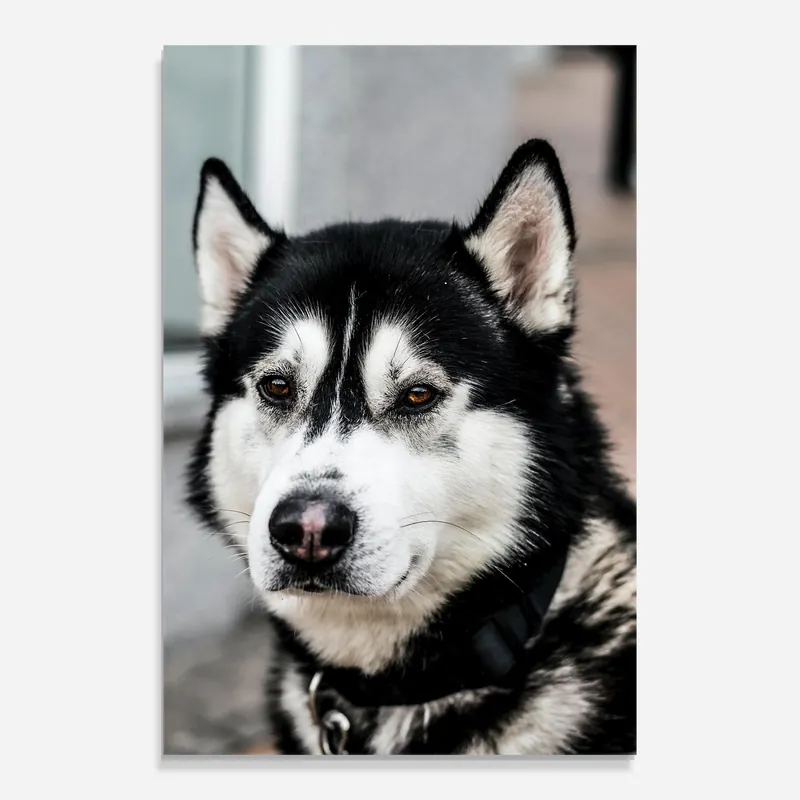 Finale Aktion Glasbild Husky Dog