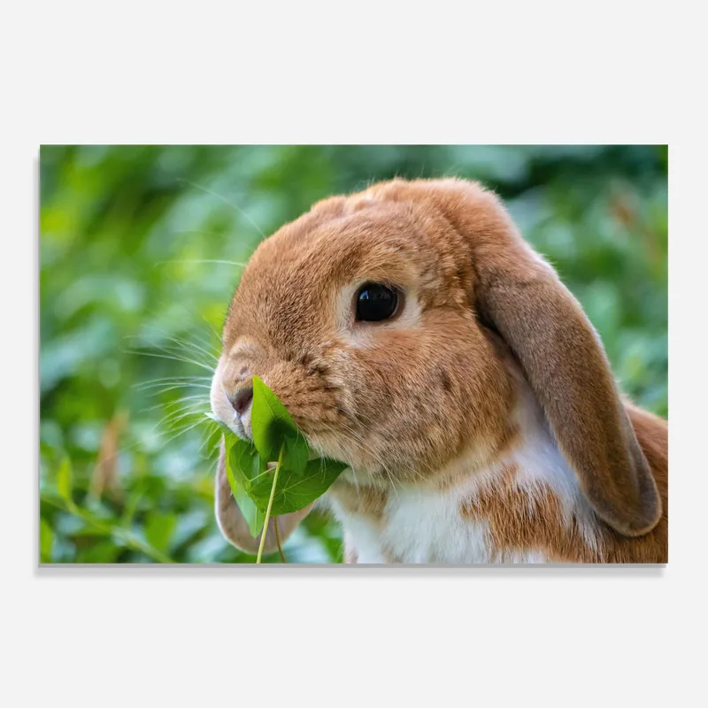 Top-Seller Glasbild Orange Bunny Eating