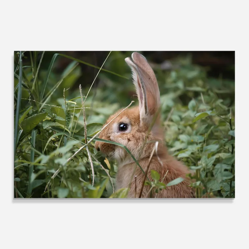 Glasbild Orange Bunny Hunting Finale Aktion