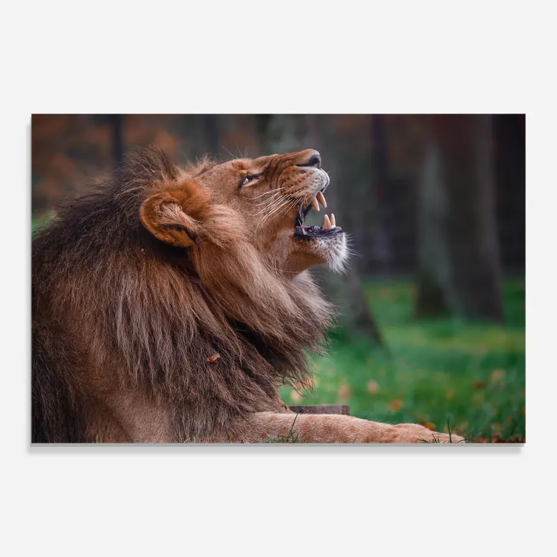 Preis Gesenkt Glasbild Sidelook Lion