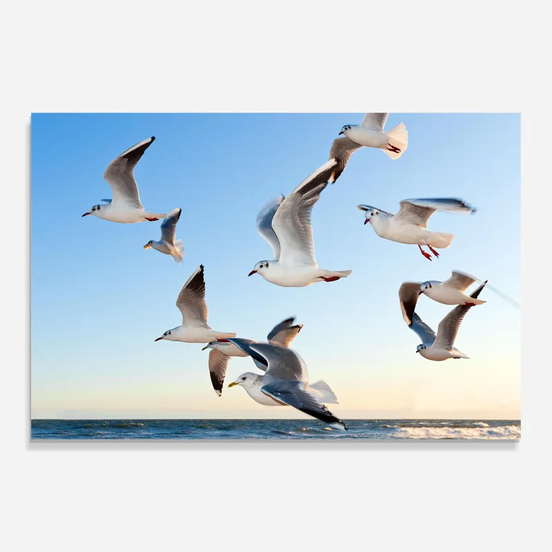 Letzte Chance Glasbild Sea Birds