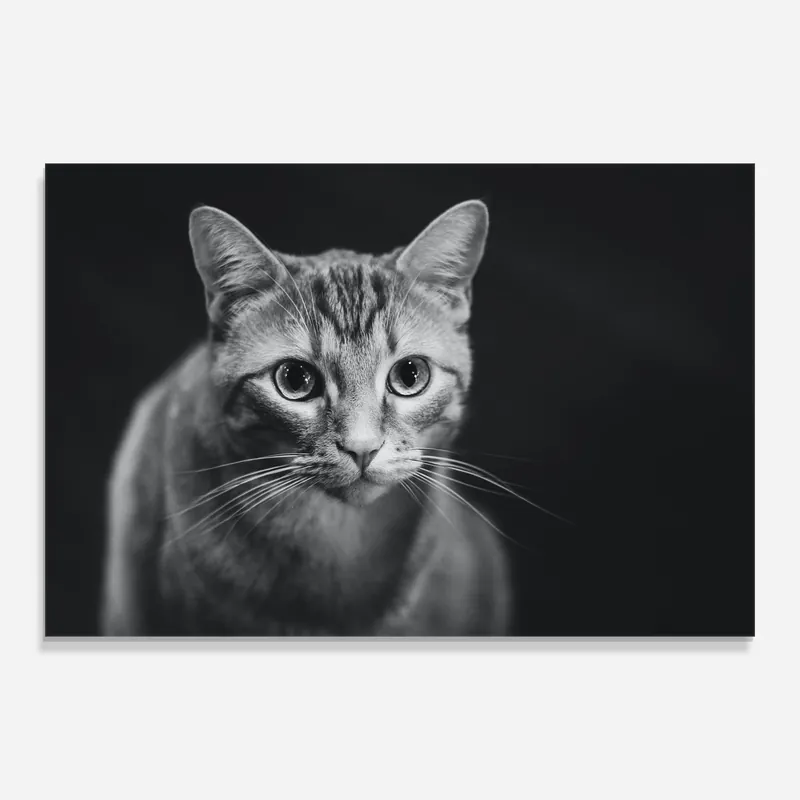 Glasbild Grey Kitty On Black Preisknaller