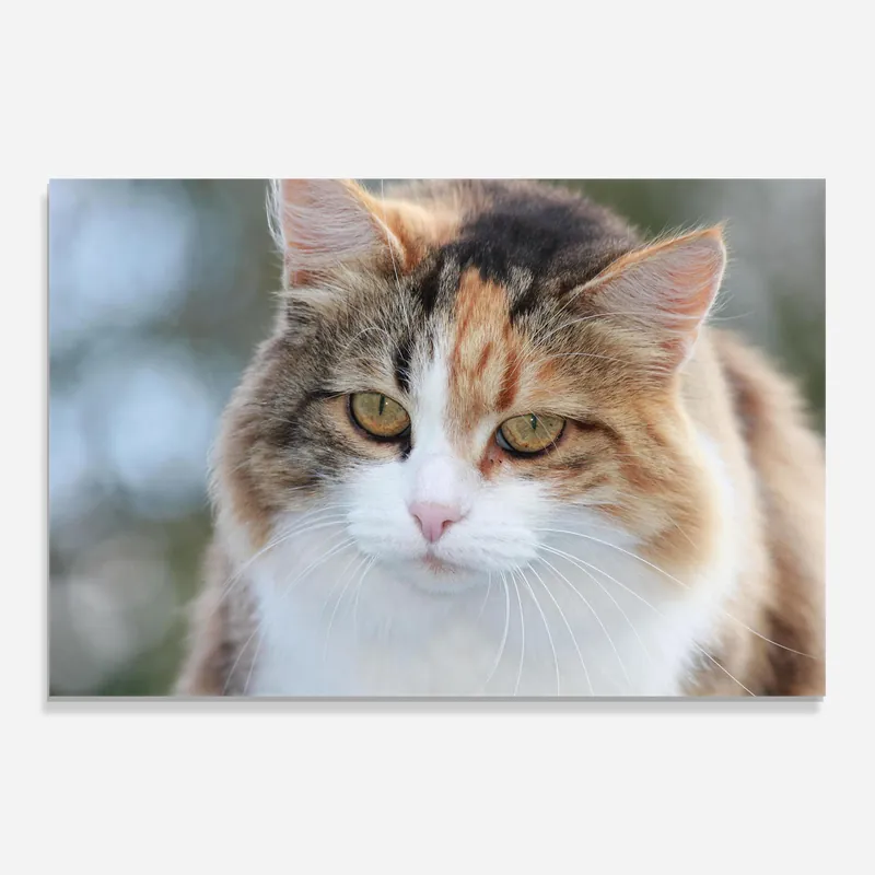 Neu Glasbild Orange Brown Cat