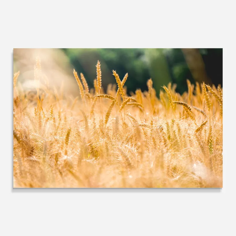 Glasbild Yellow Plants Field Jetzt Bestellen