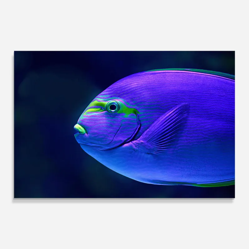 Kostenfreie Lieferung Glasbild Purple Green Fish