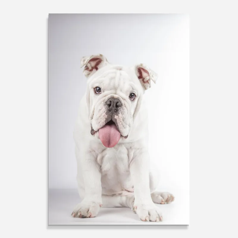 Glasbild English Bulldog Zertifiziert