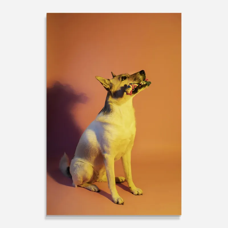Markenware Glasbild Yellow Light Dog