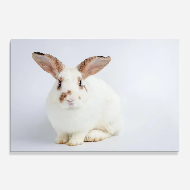 Bestpreis Glasbild Orange Ear Bunny