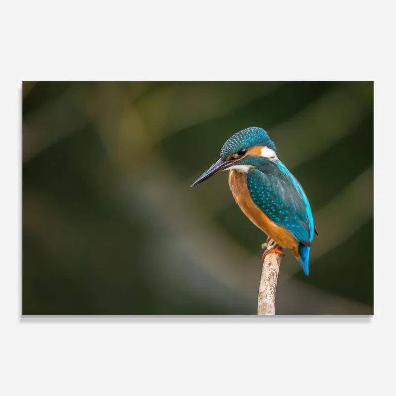 Glasbild Little Blue Bird Solange Der Vorrat Reicht