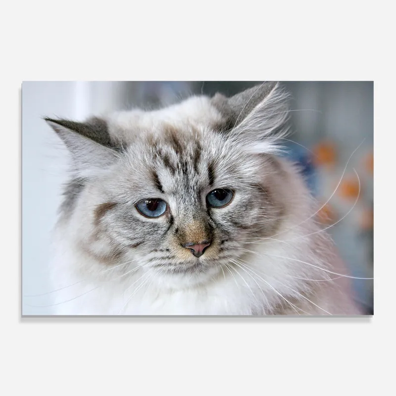 Glasbild Tired Cat Zertifiziert