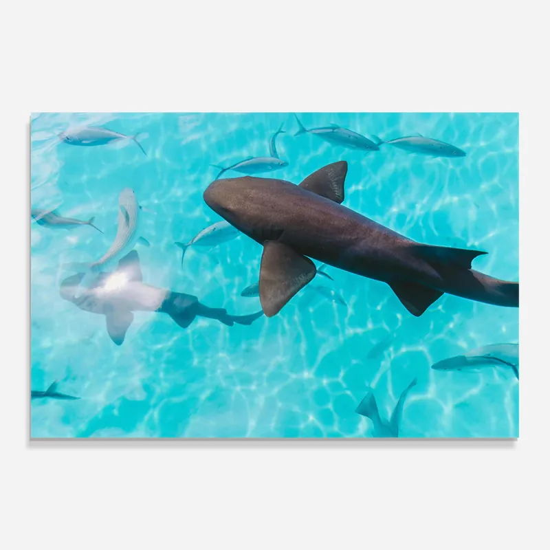 Preisreduziert Glasbild Pretty Shark