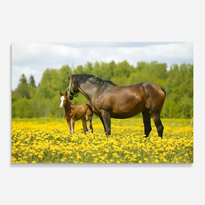 Glasbild Yellow Flowers Horse Begrenztes Angebot