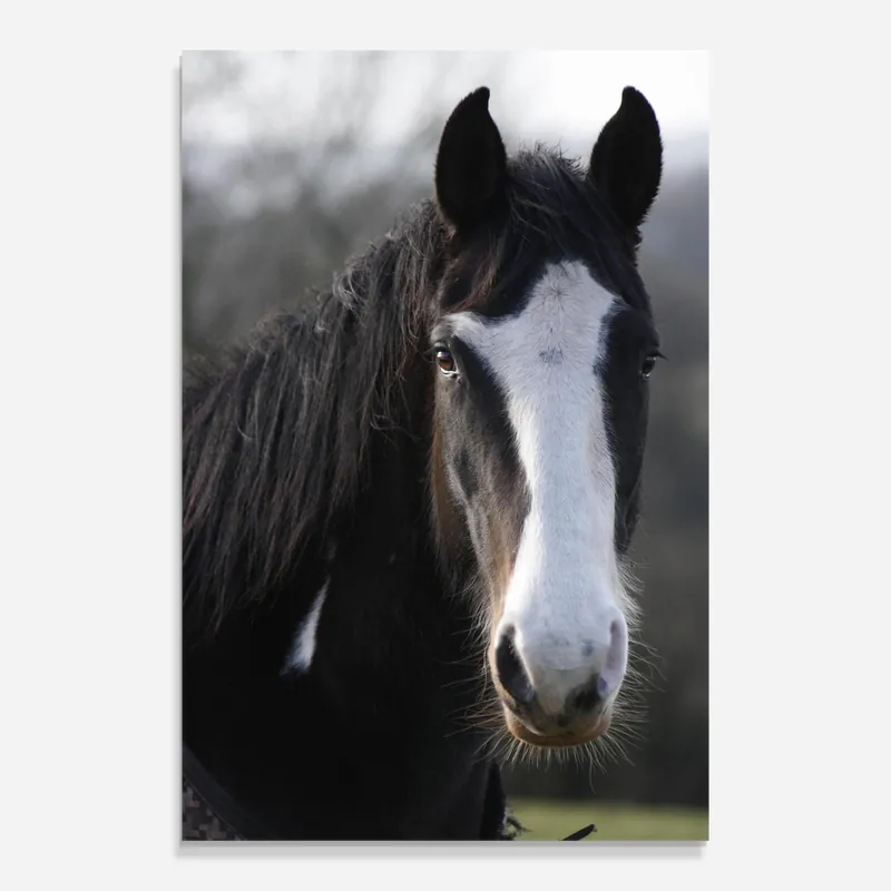 Glasbild Horse Black Portrait Neu