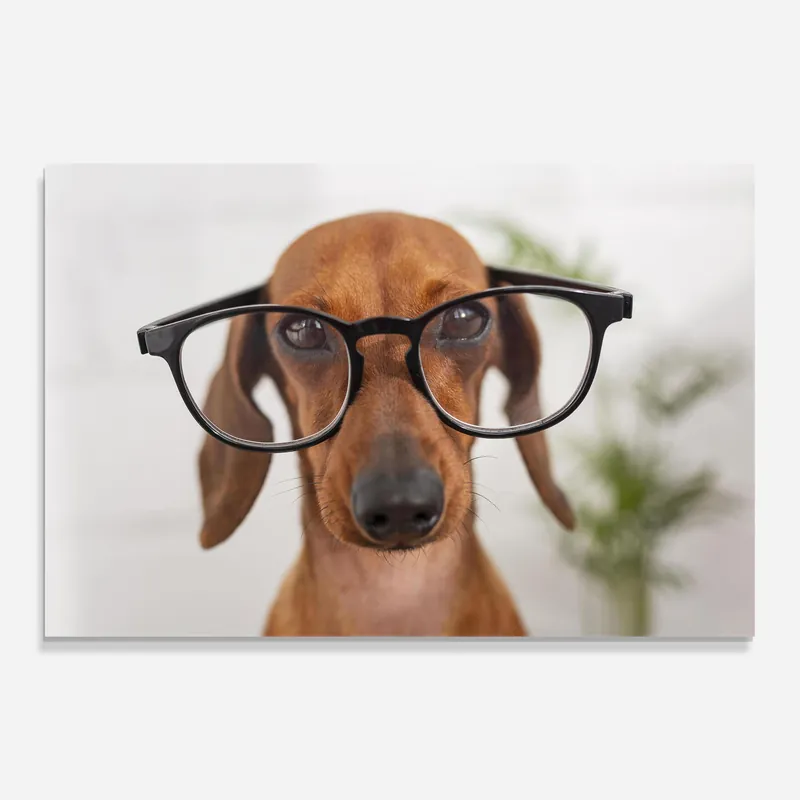 Begrenztes Angebot Glasbild Dog Wearing Glasses