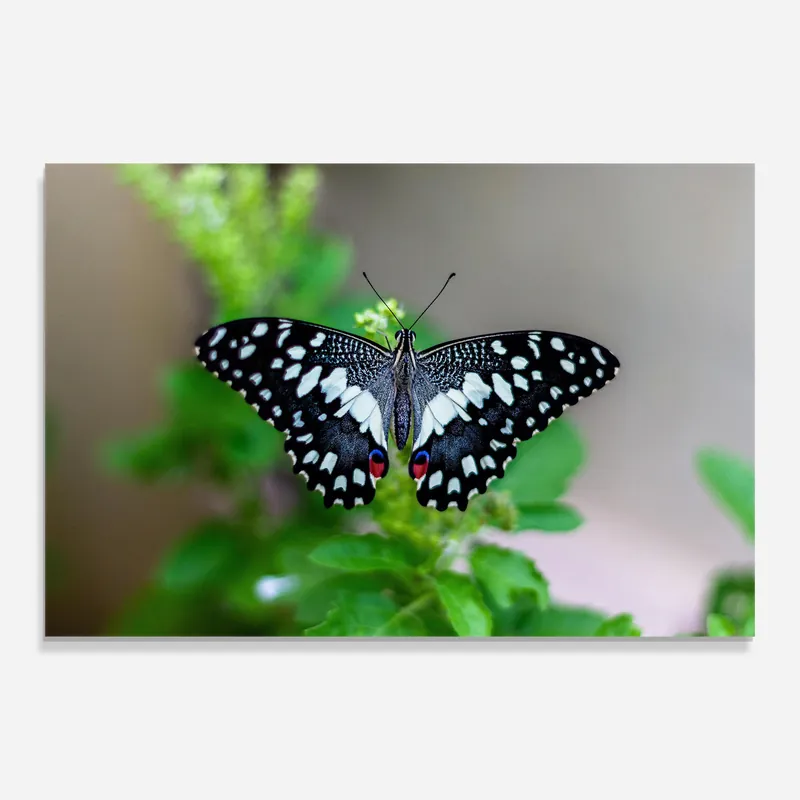 Top-Angebot Glasbild Pretty Pattern Butterfly