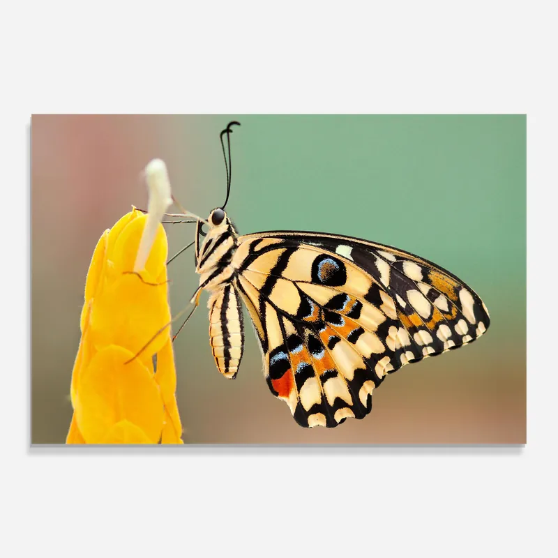 Glasbild Yellow Flower Butterfly Echt