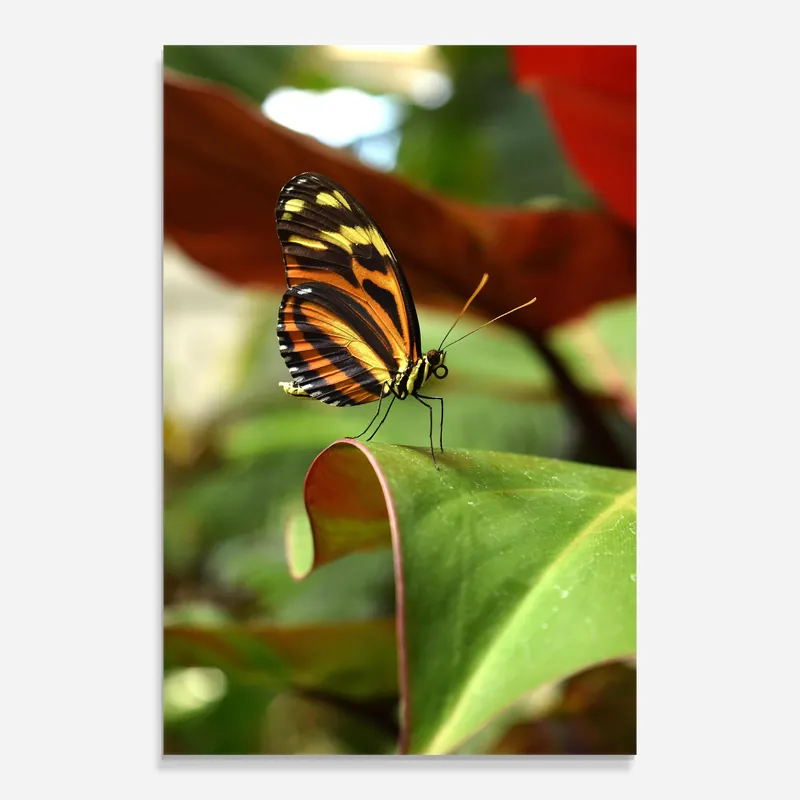 Glasbild Orange Yellow Butterfly Kracherpreis