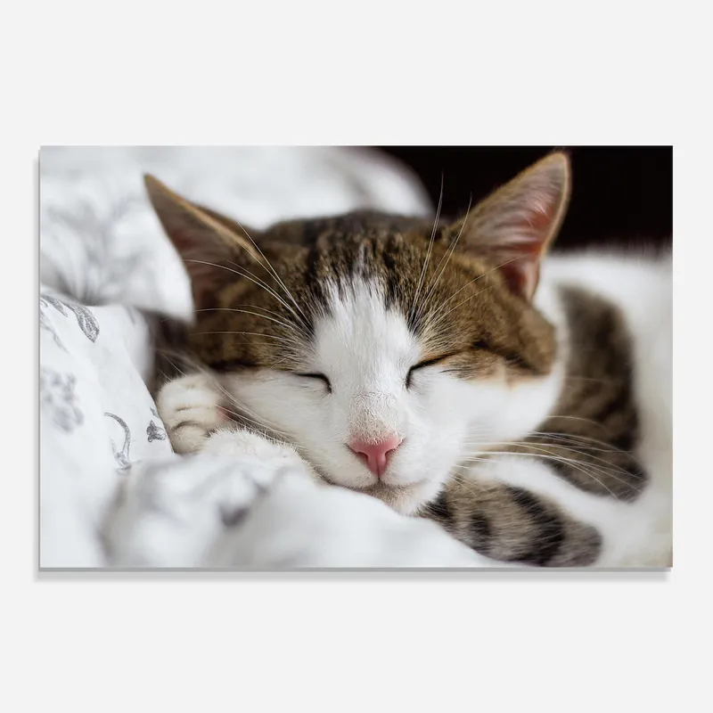 Saisonangebot Glasbild Sleepy Cat