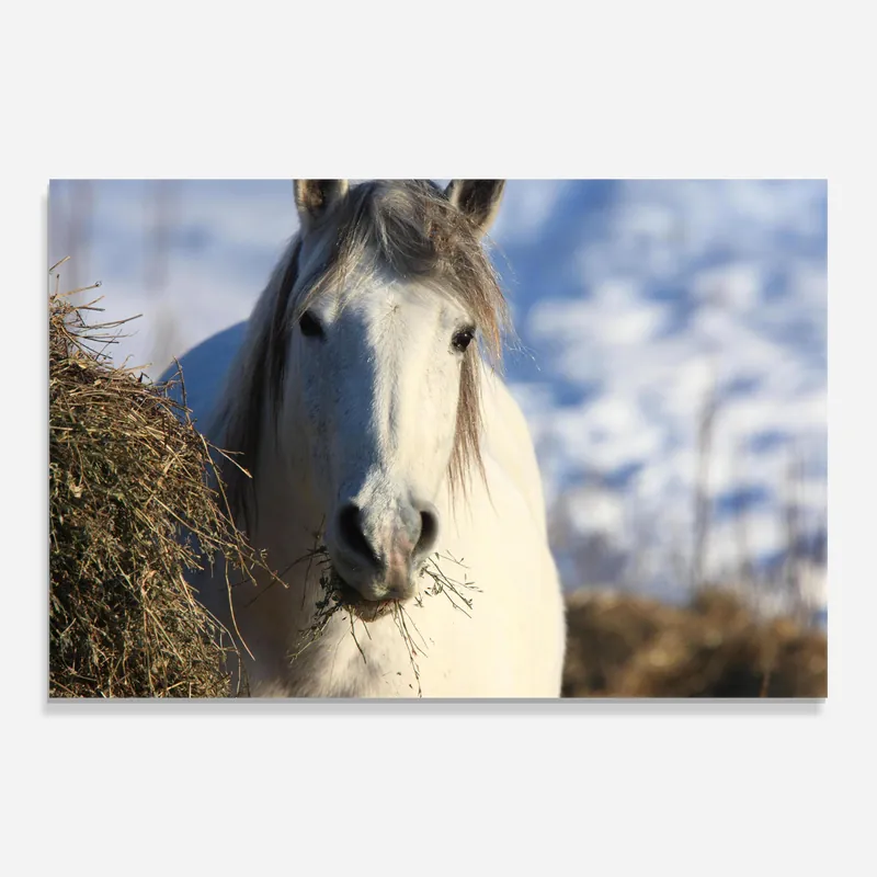 Super-Preis Glasbild White Eating Horse