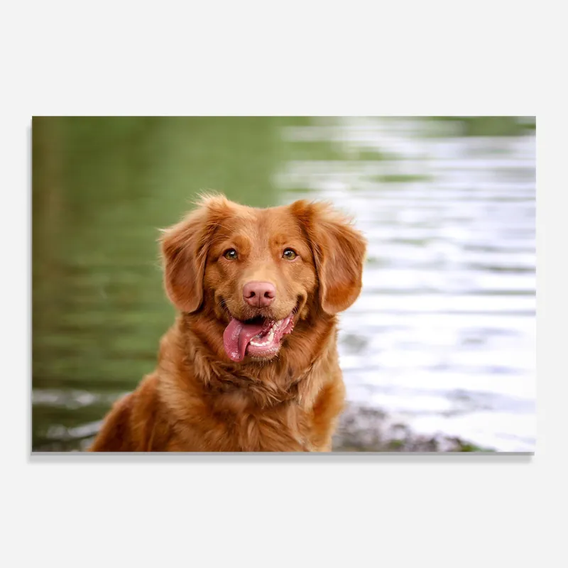 Neue Kollektion Glasbild Gren Water Dog