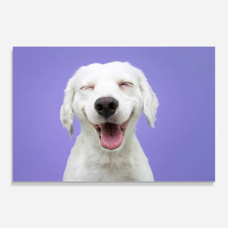 Sonderangebot Glasbild Happy Whit Puppy