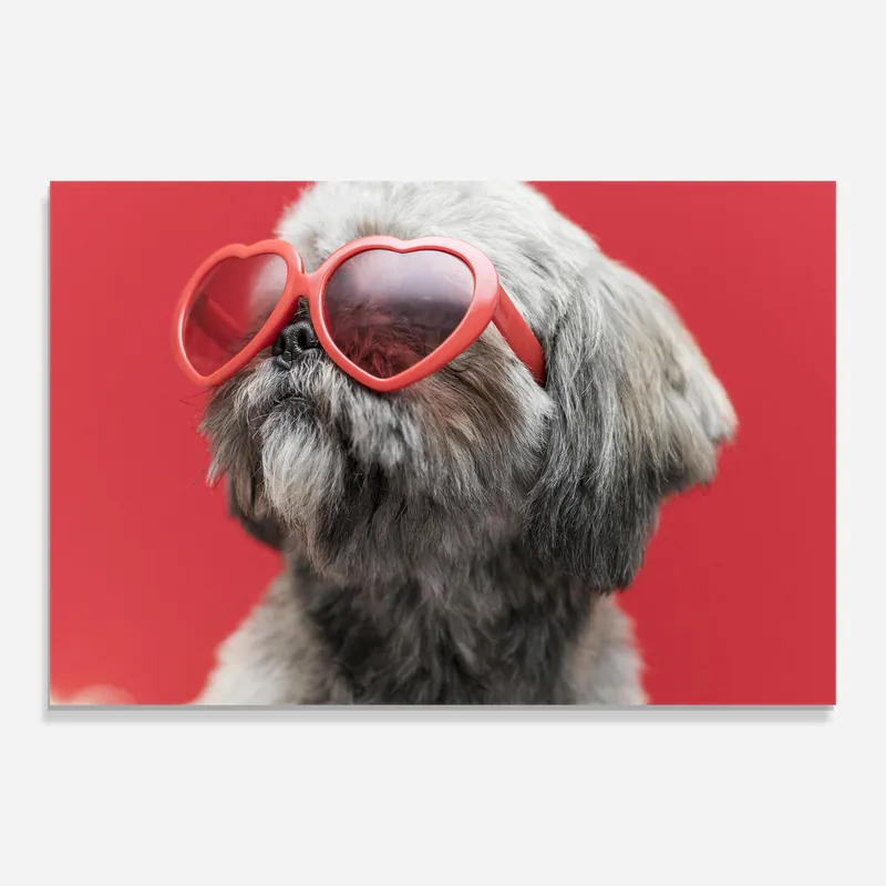 Glasbild Heart Glasses Dog Wochenendangebot