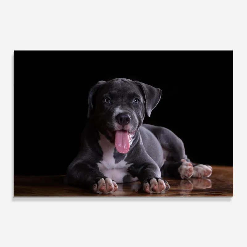Expressversand Glasbild Terrier Puppy