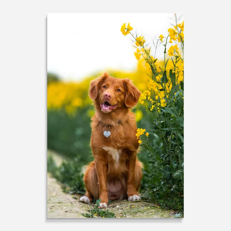 Glasbild Dog Yellow Flowers Sichere Zahlung