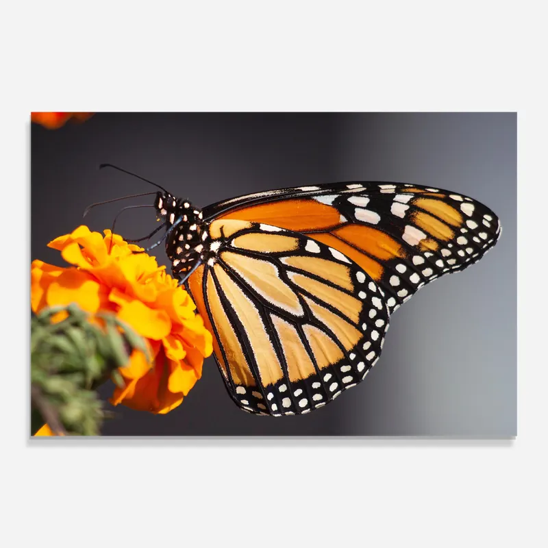 Begrenztes Angebot Glasbild Pretty Orange Butterfly