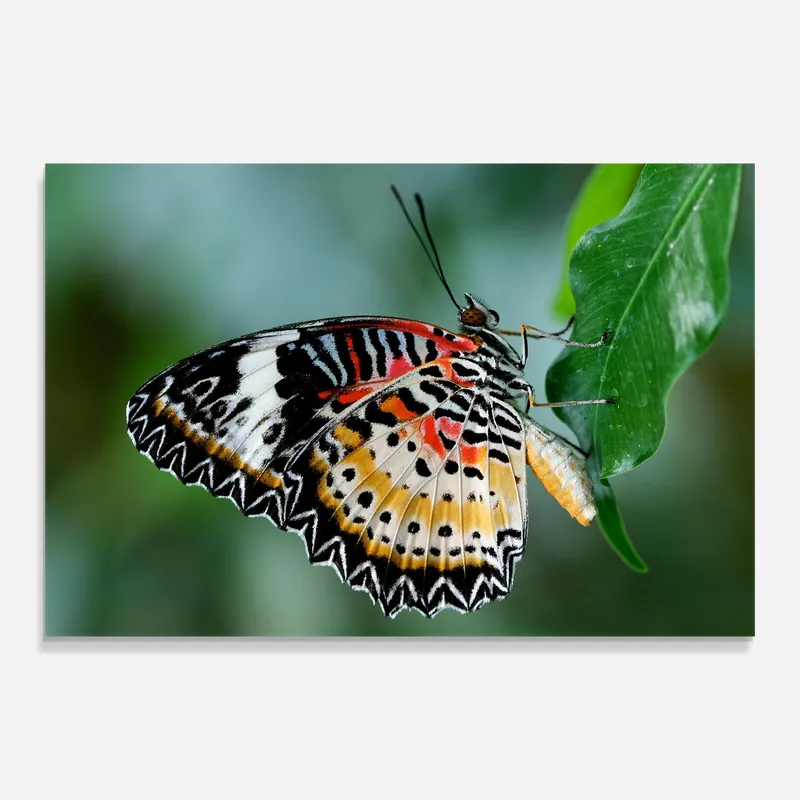 Glasbild Red White Yellow Butterfly Bestpreis