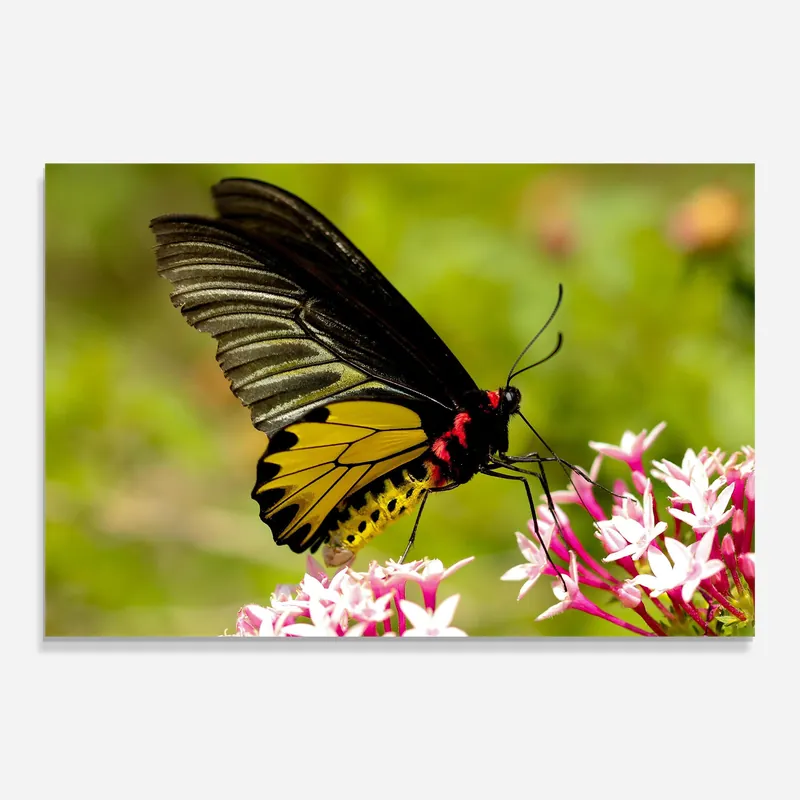 Schneller Versand Glasbild Yellow Red Butterfly